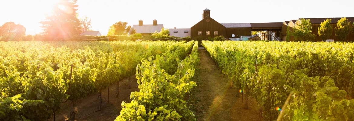 Vintner's Luncheon at^Turnbull Wine Cellars