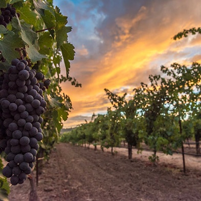 The Four Seasons of Napa Valley