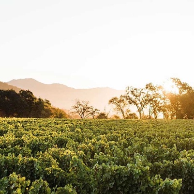 Vintner's Luncheon at Wheeler Farms