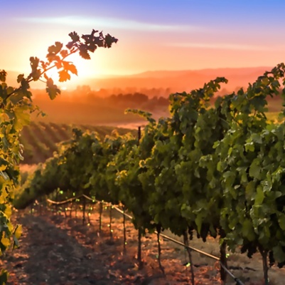 Festival Napa Valley Presents ^ "The Beauty of Napa Valley: Photography of Bob McClenahan"
