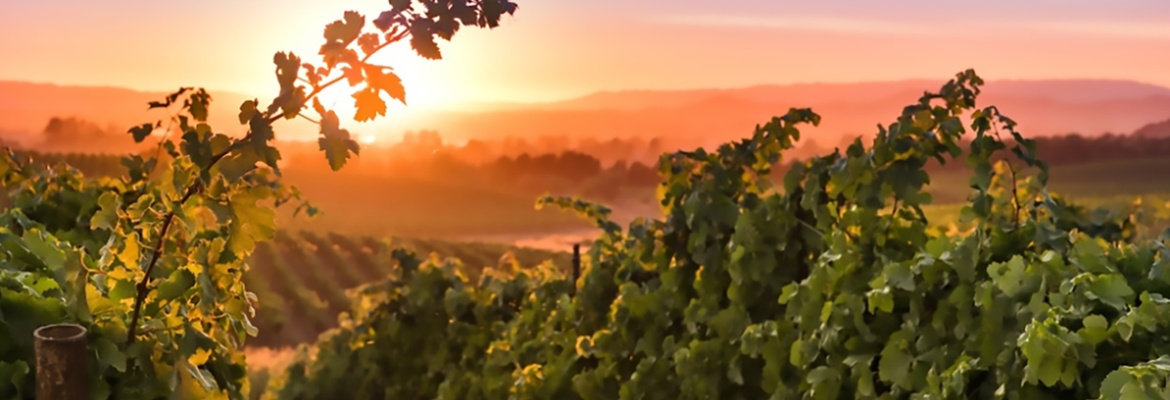 {The Beauty of Napa Valley:^Photography of Bob McClenahan}