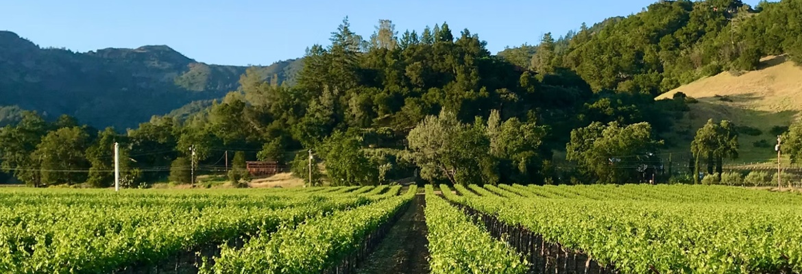 Vintner's Luncheon^at Canard Vineyard